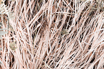 Dry meadow yellow-gray grass backgrounds for closeup