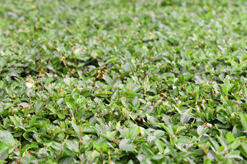 Laurel Bush with aching pruned leaves close up
