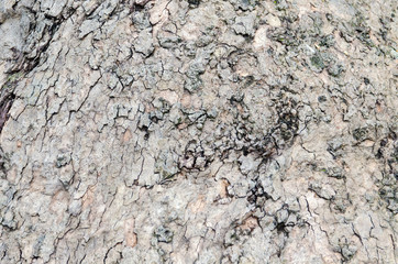 bark of tree