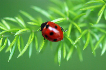 MARIQUITA