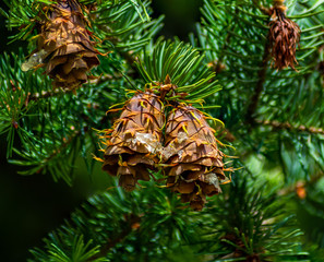 Obraz premium Douglas fir pine cones pair with sap