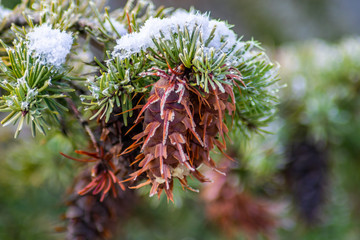 Naklejka na ściany i meble Douglas fir snow pine cone