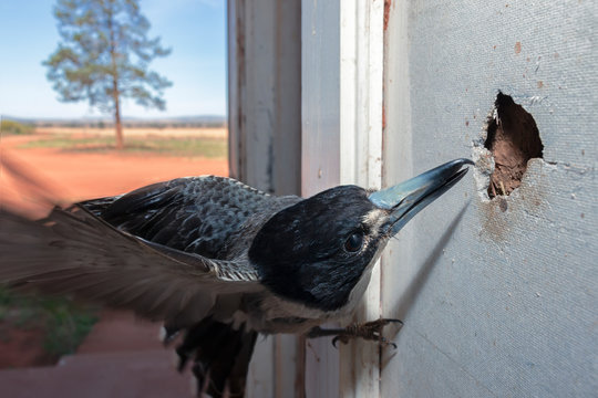 Butcherbird hovering by a hole in an asbestos wall, Australia