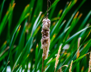Cattails going to seed