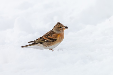 Male brambling sitting on white snow. Small passerine bird (Fringilla montifringilla) with orange breast chewing sunflower seed in winter.
