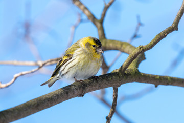 Male European siskin perching on the branch with clear blue sky in background. Tiny fluffy yellow passerine bird (Spinus spinus) with black cap and conical beak.