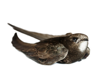 Close-up portrait of lying common swift on white background. Injured adult swift (Apus apus) isolated on white.