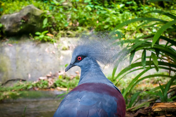 Western Crowned Pigeon