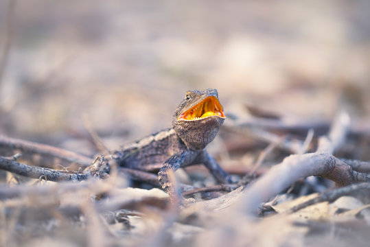 Close-up of an aggressive Jacky (Amphibolurus muricatus) standing the undergrowth with an open mouth, Australia