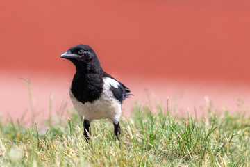 Young magpie sitting in the green grass. Juvenile Eurasian magpie (Pica pica) walking on the lawn with blurred reddish background.