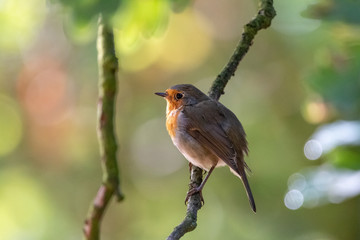 European robin in morning forest. Tiny bird with orange breast (Erithacus rubecula) perching on branch with blurred green background.