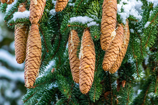 Western White Pine Long Pine Cones Winter