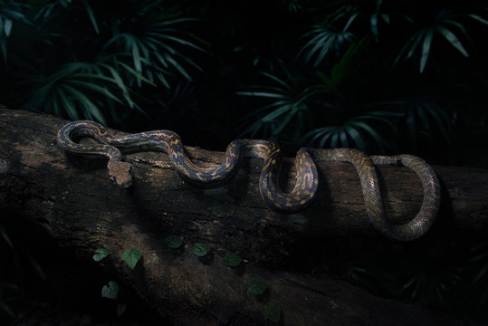 Close-up of a Scrub python (Morelia amethistina) on a tree trunk at night, Australia