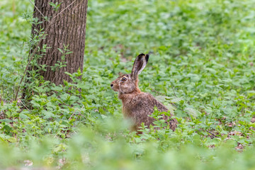 Naklejka na ściany i meble European hare sitting among undergrowth in summer forest. Brown hare with long ears (Lepus europaeus) on the ground with blurred green background.