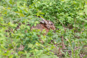 Naklejka na ściany i meble European hare hiding among green grass in summer forest. Brown hare (Lepus europaeus) with long ears sitting on the ground among undergrowth.