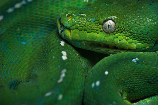 Full frame Close-up of a tree python (Morelia viridis) curled up in a ball, Australia