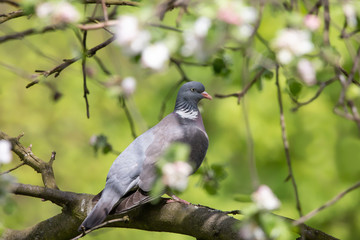 Common wood pigeon on blooming tree in spring forest. Big grey bird (Columba palumbus) perching on a branch with green background.