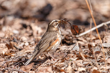 Redwing collects nest material on the ground in spring forest. Thrush with brown spots (Turdus iliacus) sitting on fallen leaves with dry grass in beak.