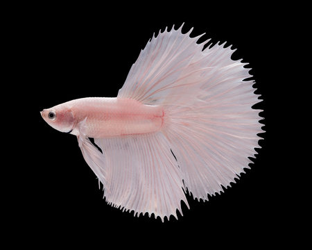 Portrait of a Dumbo Halfmoon betta fish