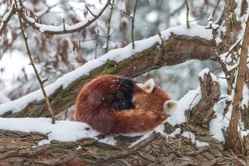 Furry lesser panda sleeps with snowflakes on its pelage. Curled up red panda or firefox (Ailurus fulgens) lying on branch under winter snowfall.