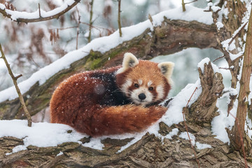 Cute fluffy red panda in winter forest. Curled up lesser panda or firefox (Ailurus fulgens) resting...