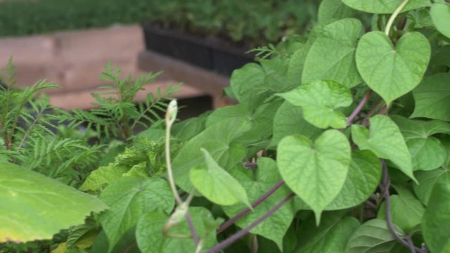 Beanstalk in greenhouse