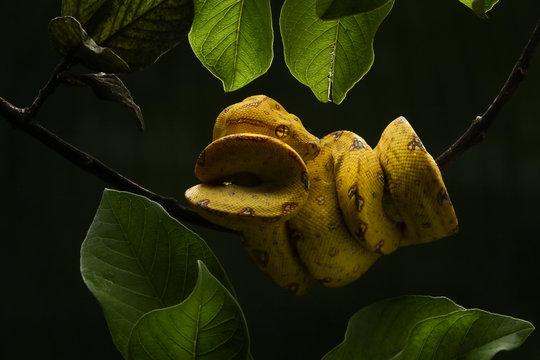 Tree python on a branch, Indonesia