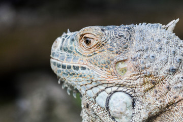 cameleon, animal, lizard, chameleon, pet, exotic, detail, little, eyes, portrait, nature, macro, funny, looking, green, colorful, small, pigment, grumpy, cute, beauty, prehensile, isolated, branch, wa