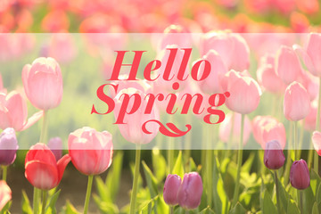 Text Hello Spring and beautiful blossoming flowers in field