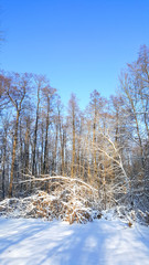 Winter russian forest