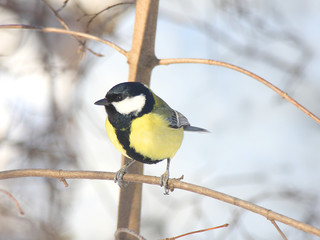 Fototapeta premium The titmouse sits on a branch