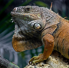 Green iguana male. Latin name - Iguana iguana