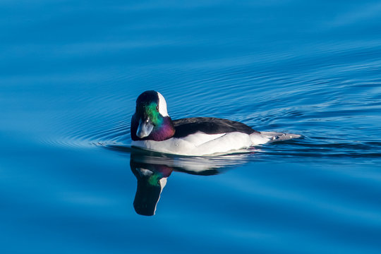 Bufflehead duck swimming, British Columbia, Canada