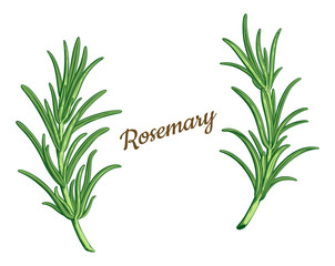 Rosemary branches isolated vector. Provence herbs. Green leaf, leaves, twig, branch, herb, stick. Botanical. Floral. Herbal. Flower. Ingredient, spice, organic. Retro engraving ink drawing.