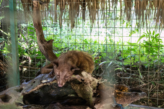 civeta        kopi luwak