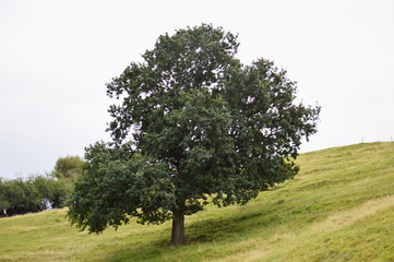 A tree on a hill, Ruiloba