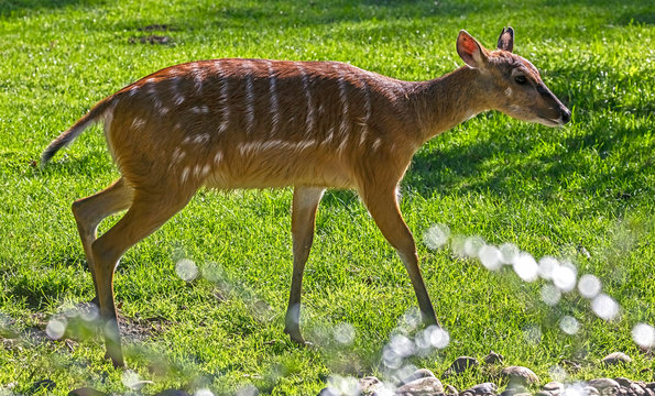 Sitatunga antelope. Latin name - Tragelaphus spekei	