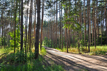 Sunny summer day in the mixed forest