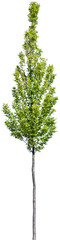 Carpinus betulus - HainbucheCarpinus betulus - Hainbuche