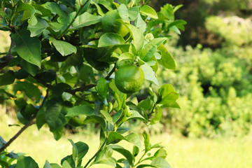 Orange tree with green fruits