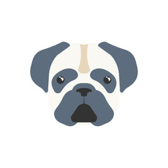 Illustration or icon of pug mops cute dog pattern