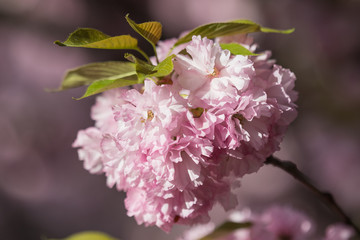 Beautiful pink Japanese cherry blossoms in spring season, sakura
