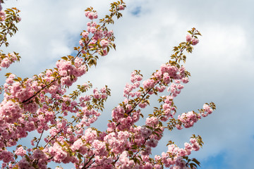 Group of branches with pink cherry flowers, Japanese cherry blossoms in spring season 