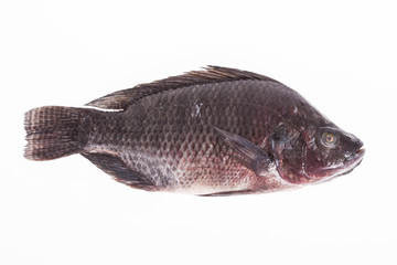 Fish, Platy mojarra, Nilotic tilapia, Chitralada tilapia on white background
