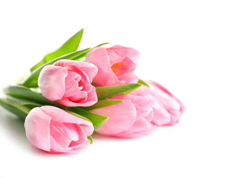 Beautiful spring tulips on white background. International Women's Day