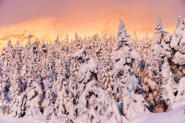 Sunrise on snow covered trees on Mt. Mansfield, Stowe, Vermont.