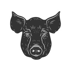 Pig vector head isolated on white background. Hog, pork, piglet, swine, boar. Farm or shop meat logo, icon, sign, emblem, symbol, stamp. Retro ink engraving style. Hand drawing illustration.