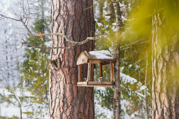 Feeder for birds in the winter forest