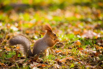 A wild squirrel captured in a cold sunny autumn day, funny cute squirrel is on the tree in autumn park. Colorful nature, fall season concept