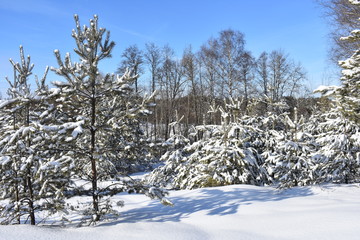 trees in the forest